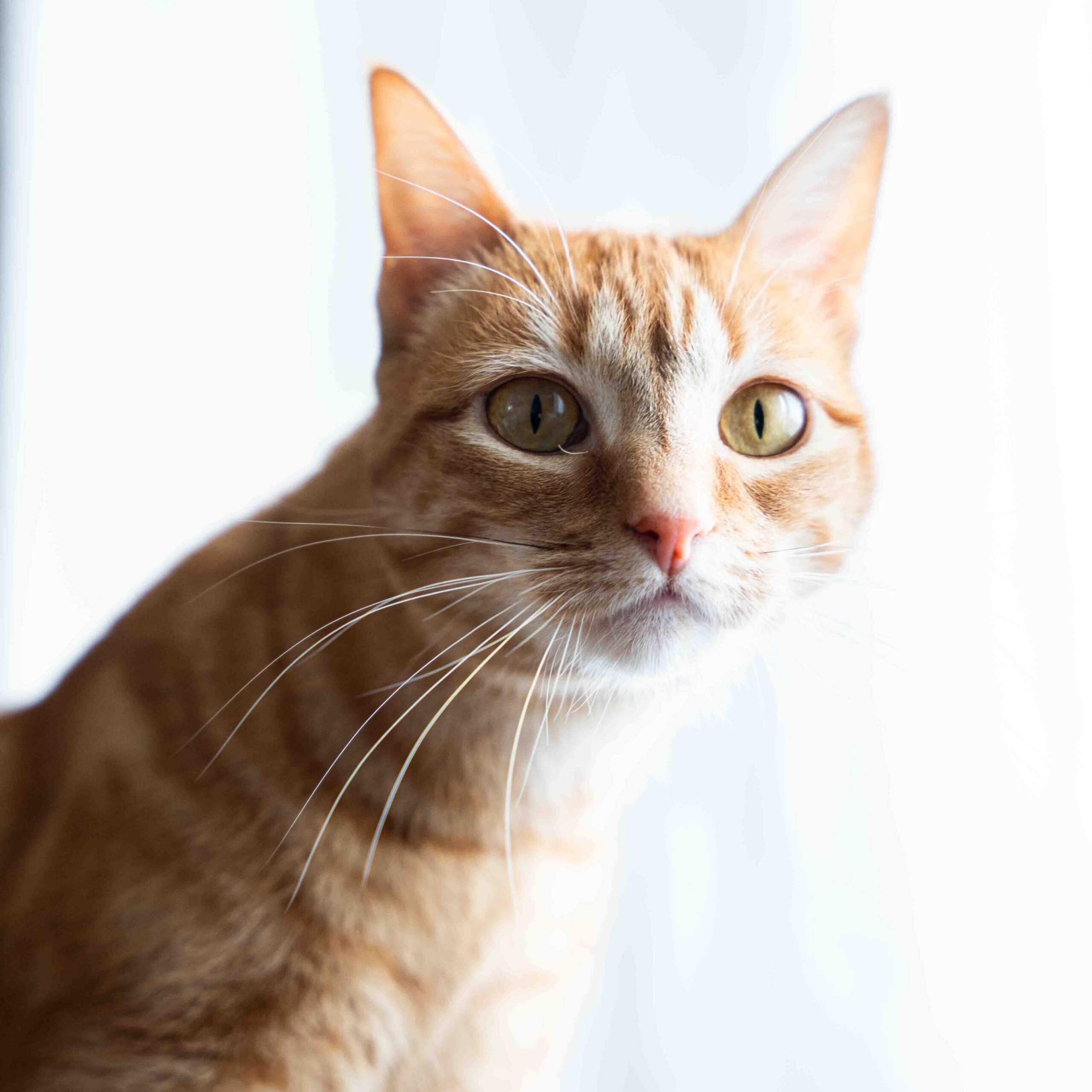 Animaux Florence Leclerc Photographie