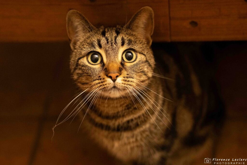 Portrait d'un chat regardant l'objectif