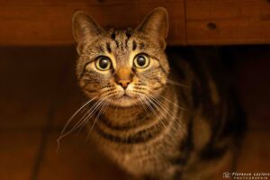 Portrait d'un chat regardant l'objectif